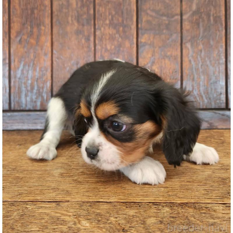 販売中の大阪府のミックス犬-433255の8枚目