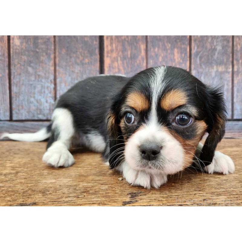 販売中の大阪府のミックス犬-433255の7枚目