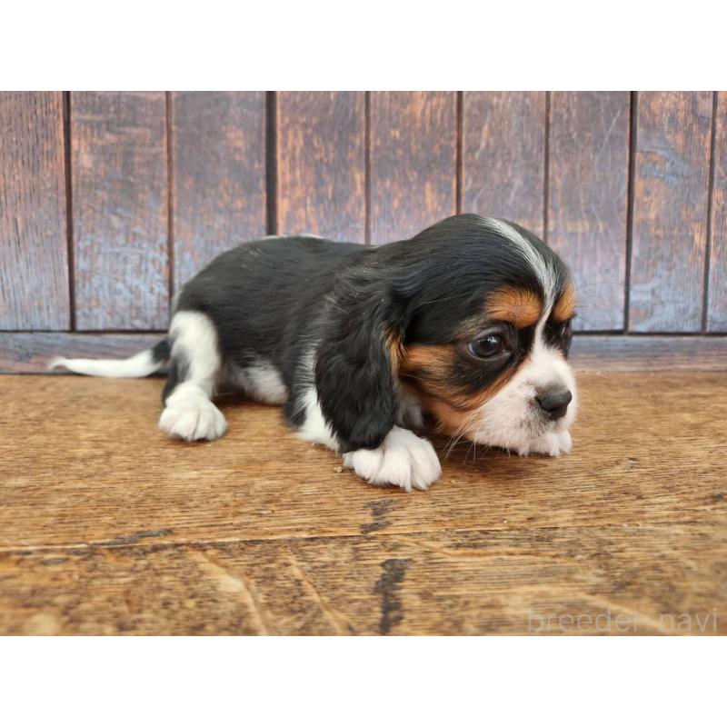 販売中の大阪府のミックス犬-433255の6枚目