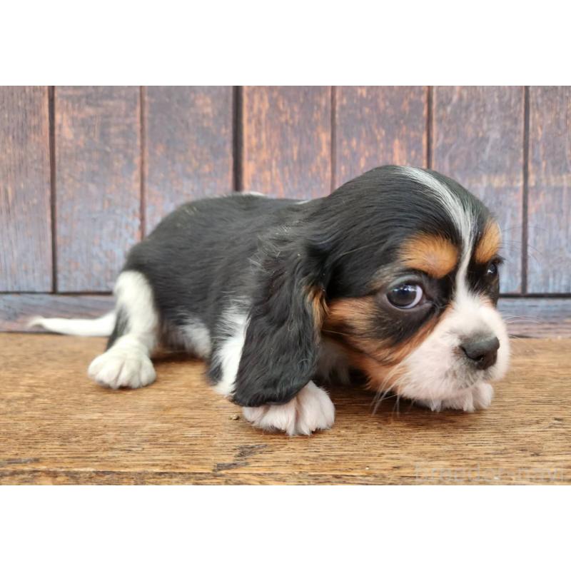 販売中の大阪府のミックス犬-433255の5枚目