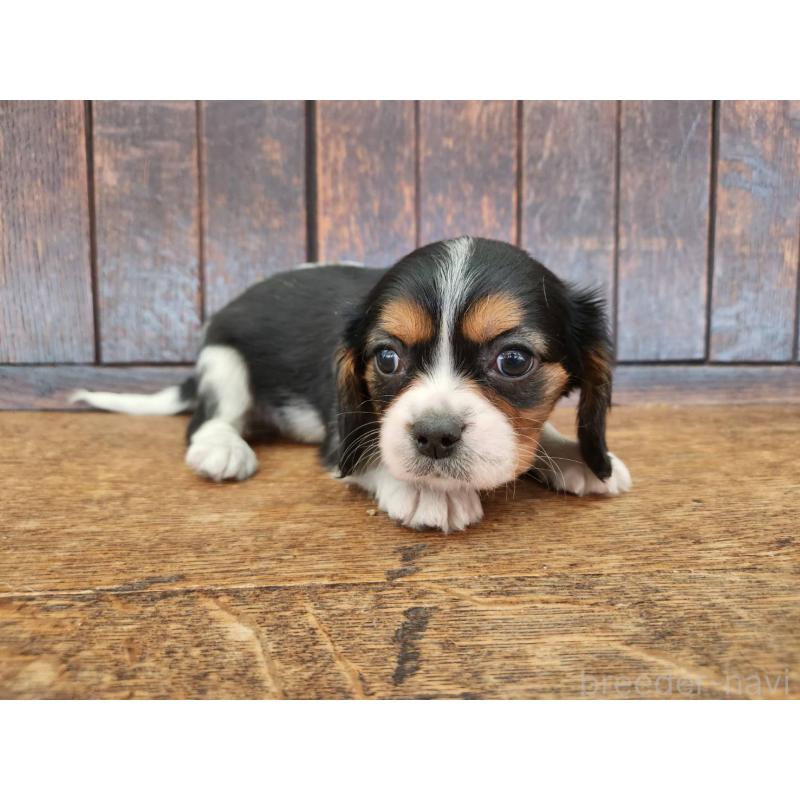 販売中の大阪府のミックス犬-433255の4枚目