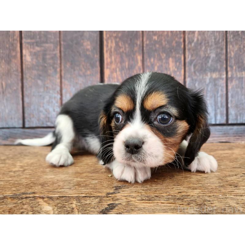 販売中の大阪府のミックス犬-433255の3枚目