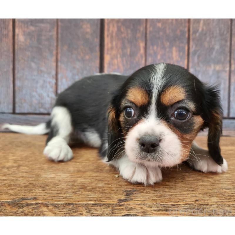 販売中の大阪府のミックス犬-433255の2枚目