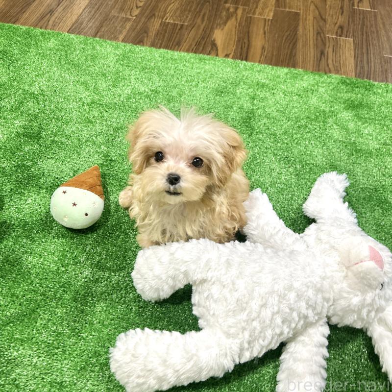販売中の栃木県のマルプー:マルチーズ×トイプードル-433259の8枚目