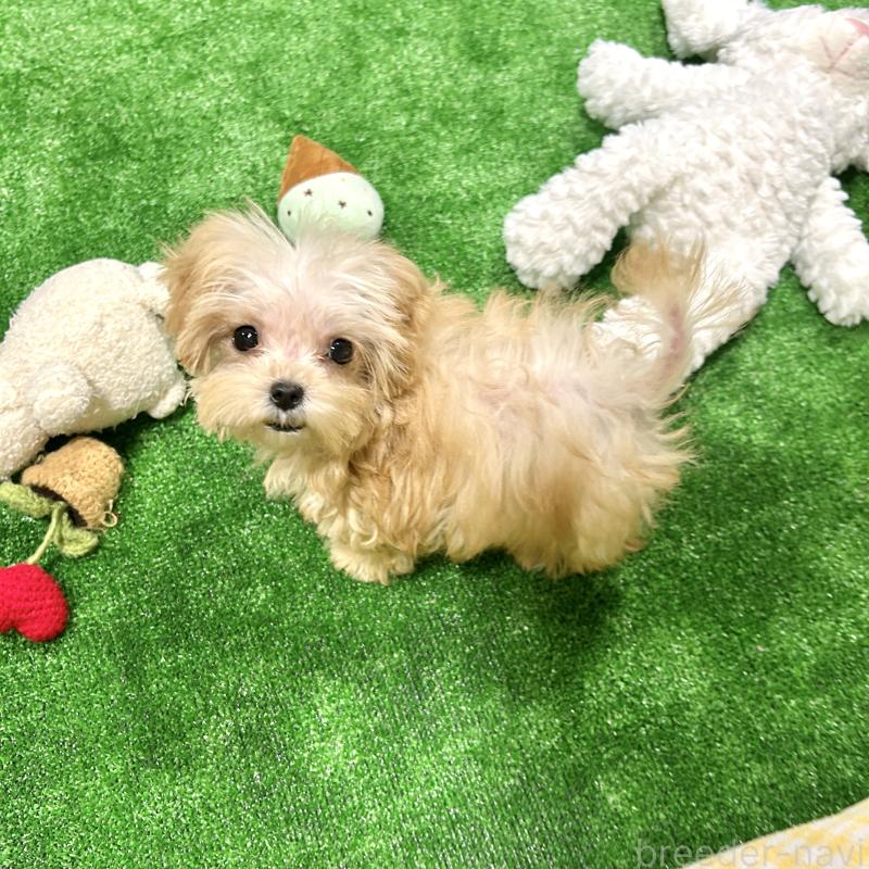 販売中の栃木県のマルプー:マルチーズ×トイプードル-433259の7枚目