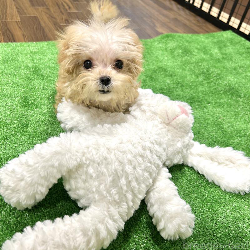 販売中の栃木県のマルプー:マルチーズ×トイプードル-433259の6枚目