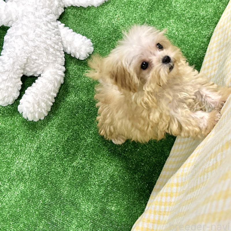 販売中の栃木県のマルプー:マルチーズ×トイプードル-433259の5枚目