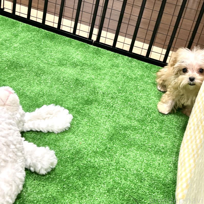 販売中の栃木県のマルプー:マルチーズ×トイプードル-433259の4枚目