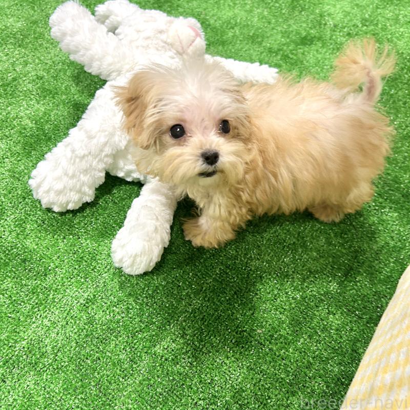 販売中の栃木県のマルプー:マルチーズ×トイプードル-433259の3枚目