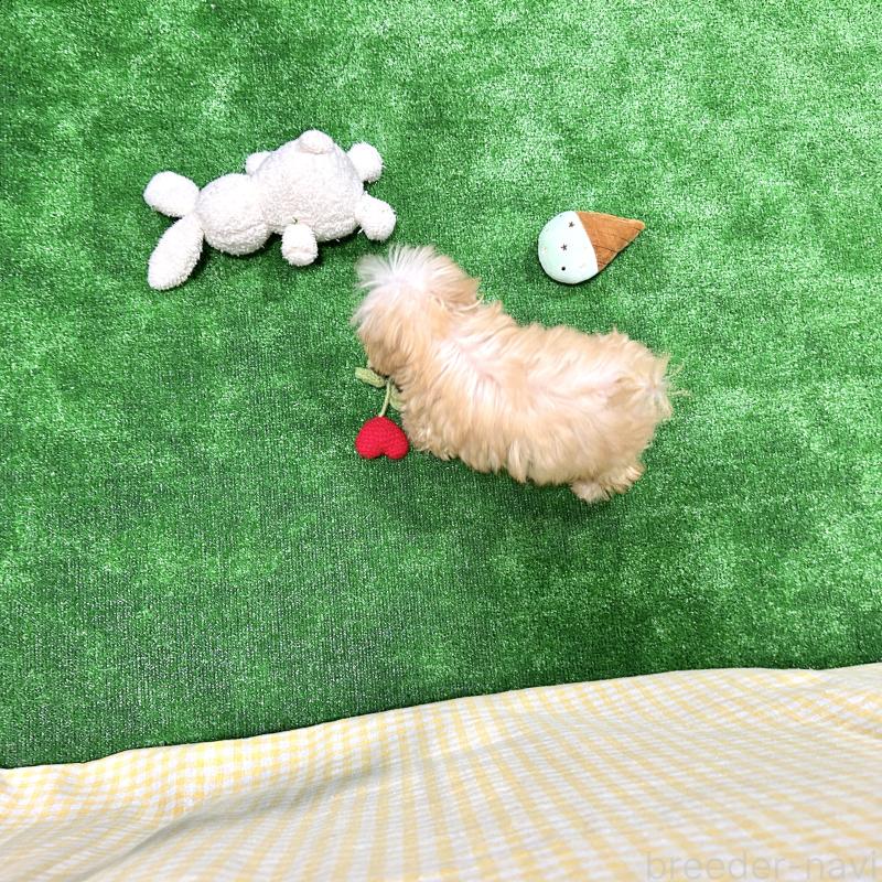 販売中の栃木県のマルプー:マルチーズ×トイプードル-433259の2枚目