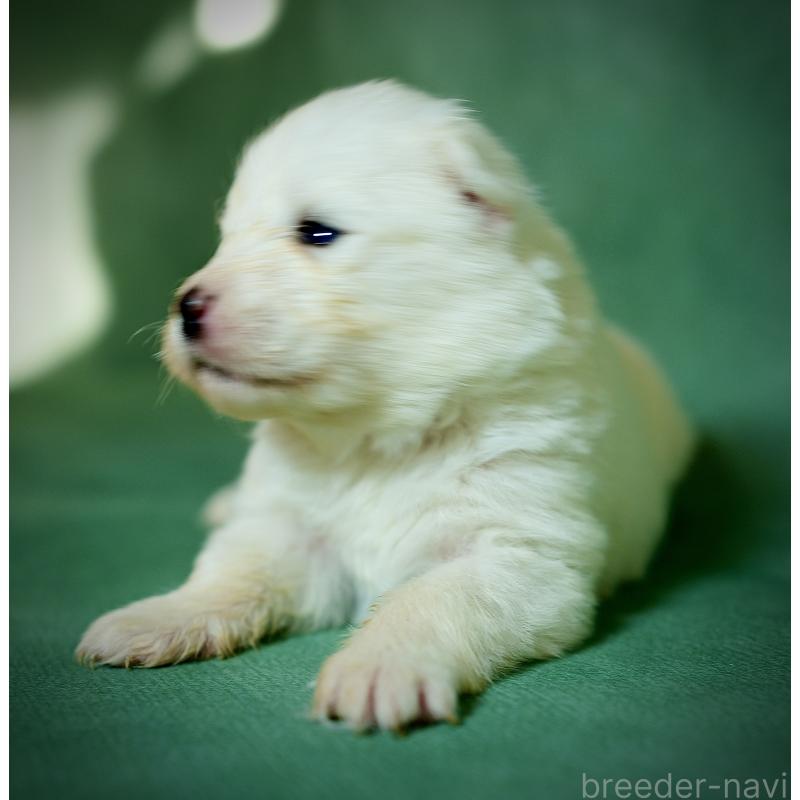 販売中の埼玉県のサモエド-433256の4枚目