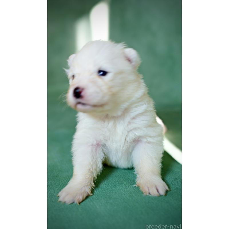 販売中の埼玉県のサモエド-433256の3枚目