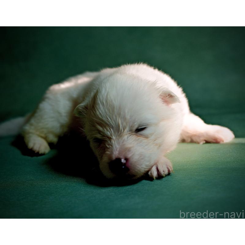 販売中の埼玉県のサモエド-433256の2枚目