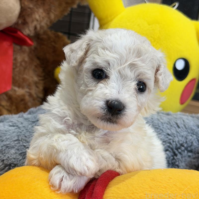 販売中の埼玉県のビションフリーゼ-433263の6枚目