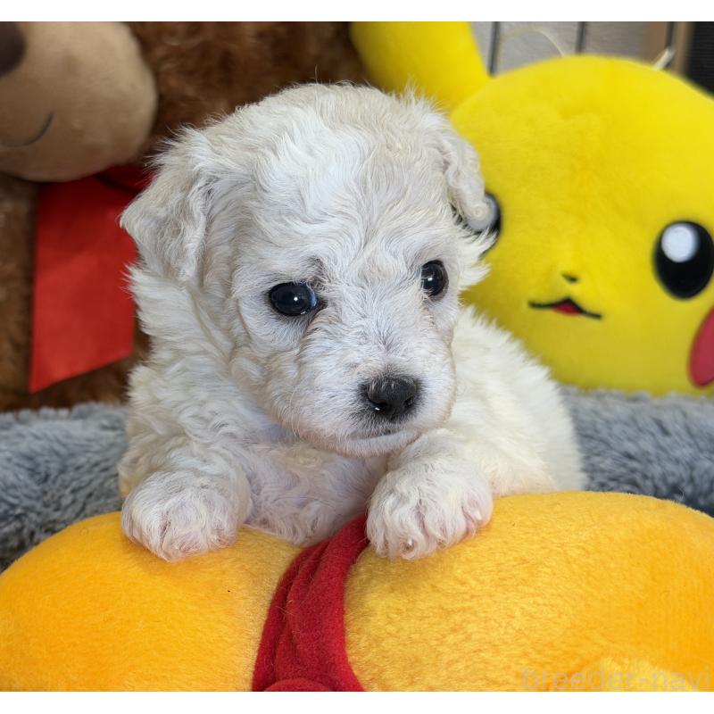 販売中の埼玉県のビションフリーゼ-433263の5枚目