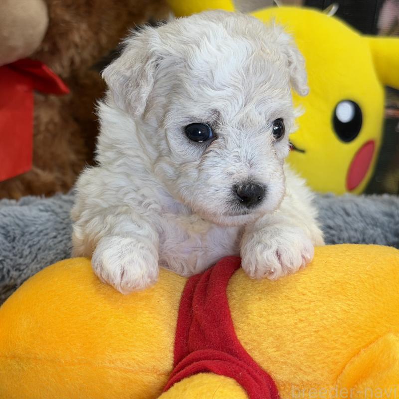 販売中の埼玉県のビションフリーゼ-433263の4枚目