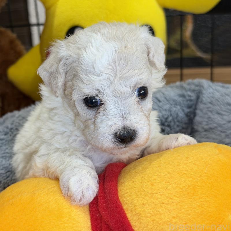 販売中の埼玉県のビションフリーゼ-433263の3枚目