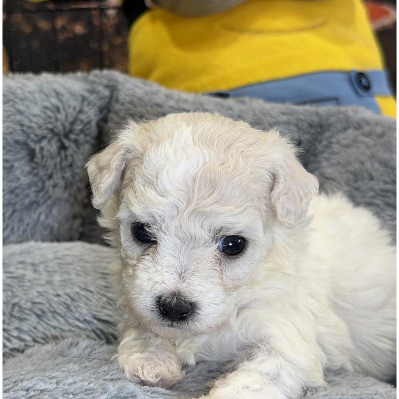 販売中の埼玉県のビションフリーゼ-433263の2枚目