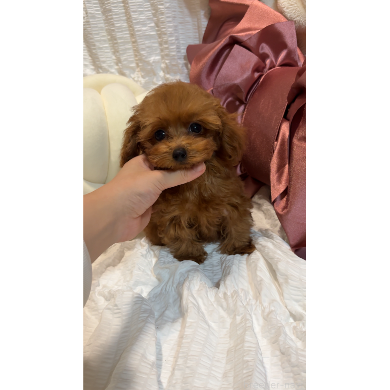 販売中の大阪府のティーカッププードル-412765の4枚目