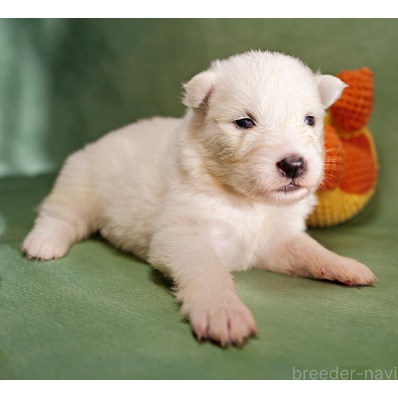 販売中の埼玉県のサモエド-433265の6枚目