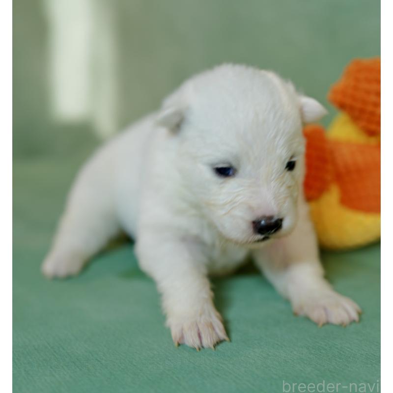 販売中の埼玉県のサモエド-433265の5枚目