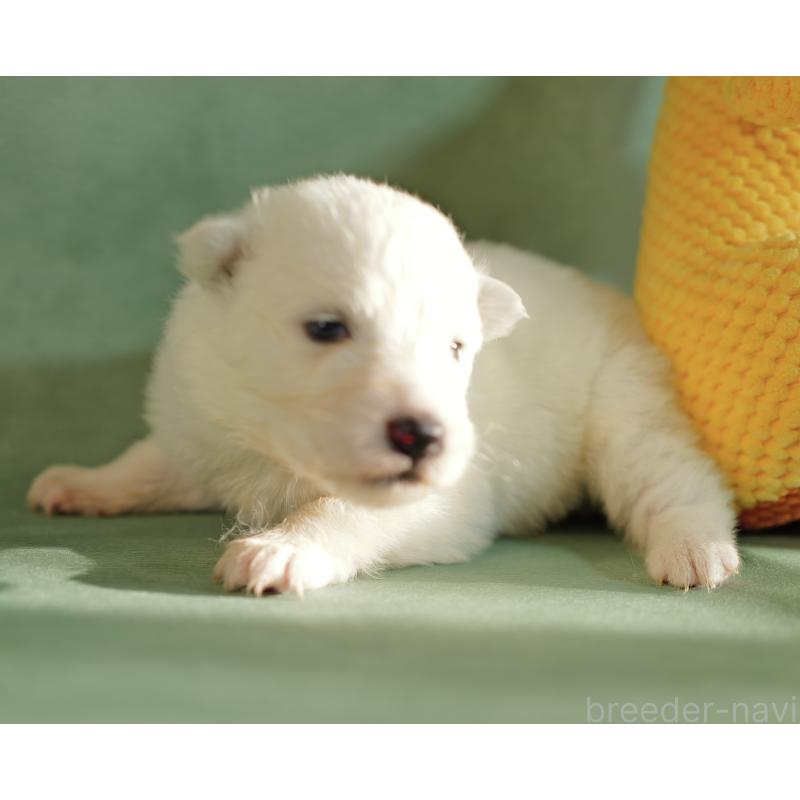 販売中の埼玉県のサモエド-433265の4枚目