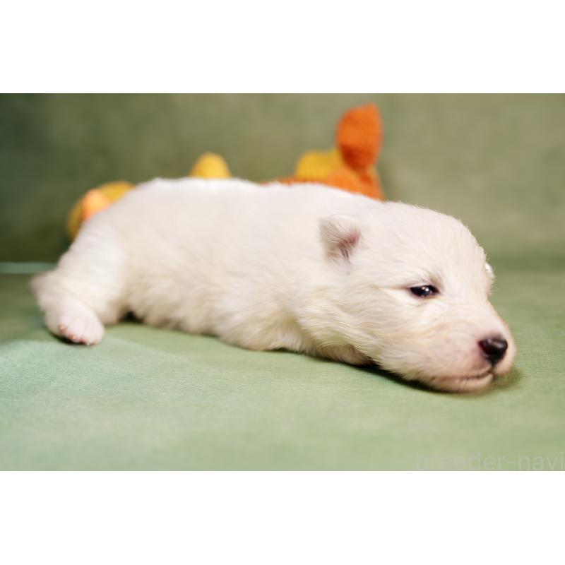 販売中の埼玉県のサモエド-433265の3枚目