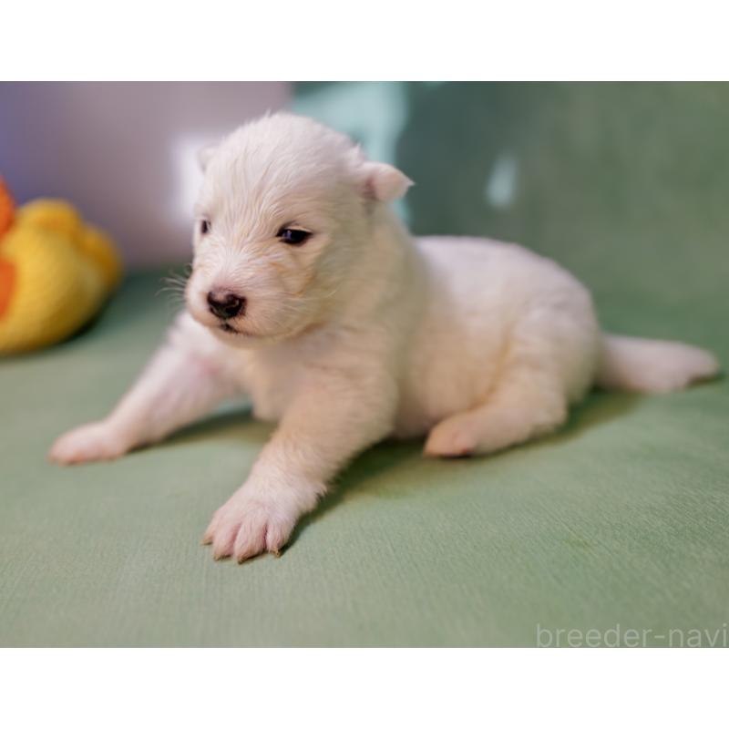 販売中の埼玉県のサモエド-433265の2枚目