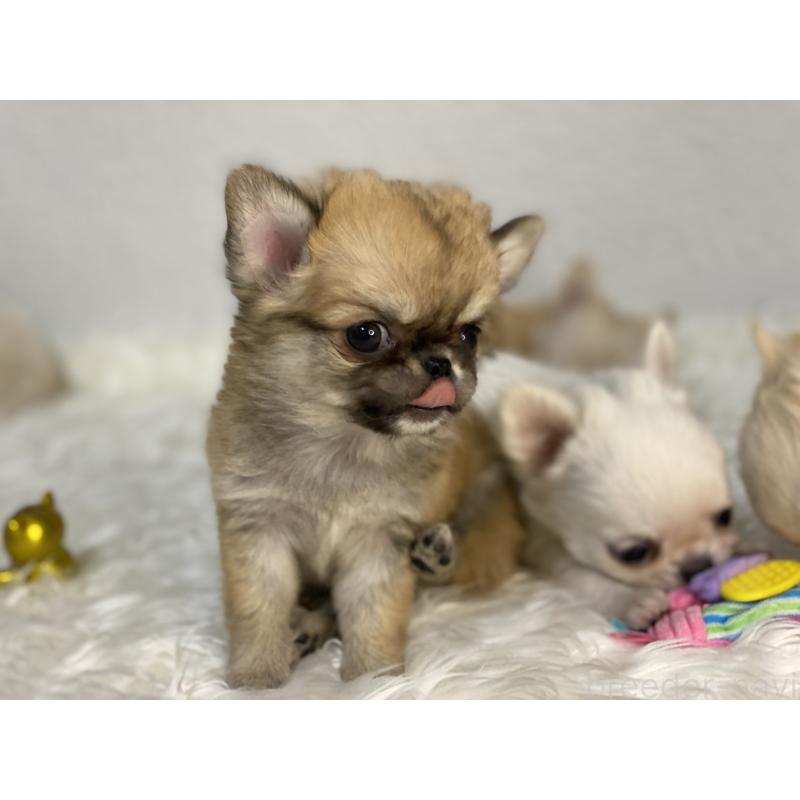 販売中の岡山県のチワワ(ロングコート)-433267の5枚目