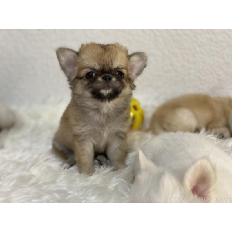 販売中の岡山県のチワワ(ロングコート)-433267の4枚目