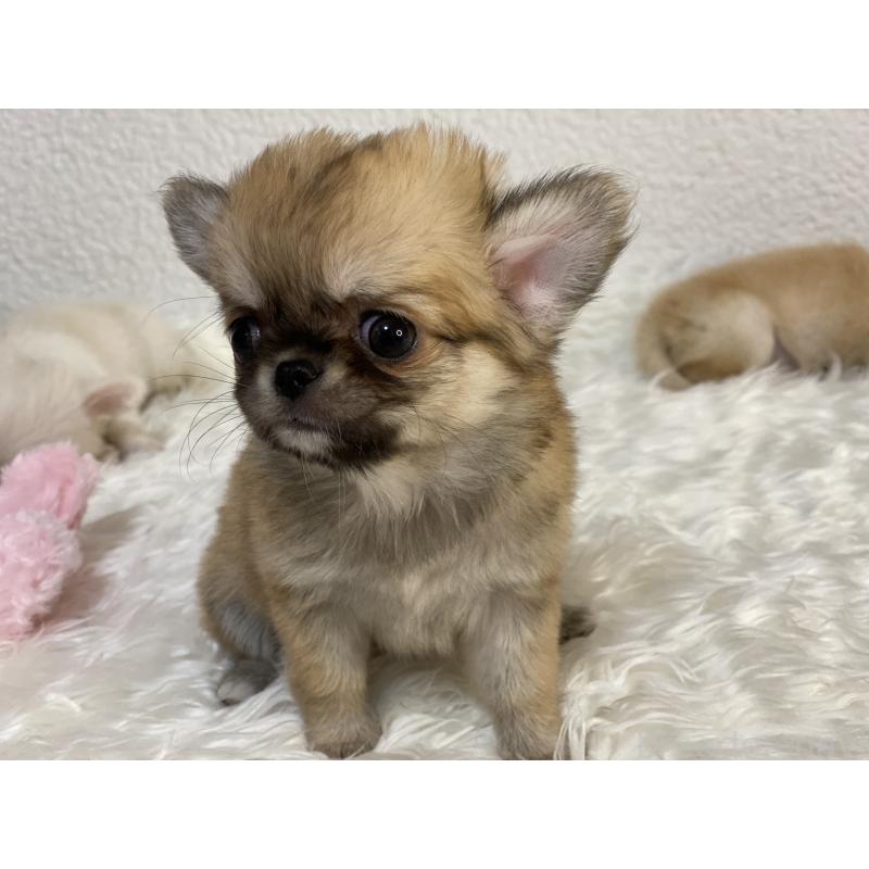 販売中の岡山県のチワワ(ロングコート)-433267の3枚目