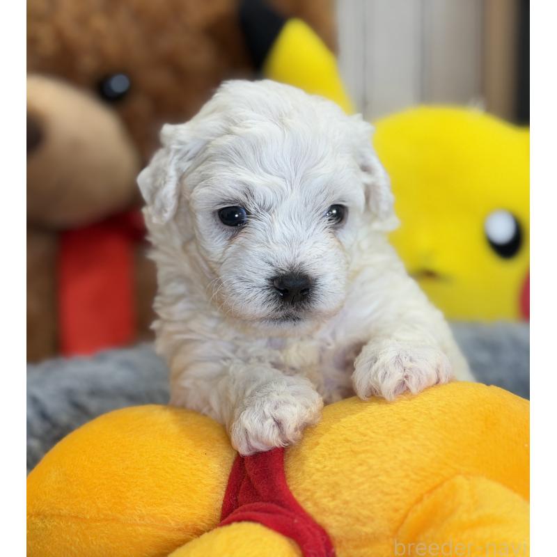 販売中の埼玉県のビションフリーゼ-433266の4枚目