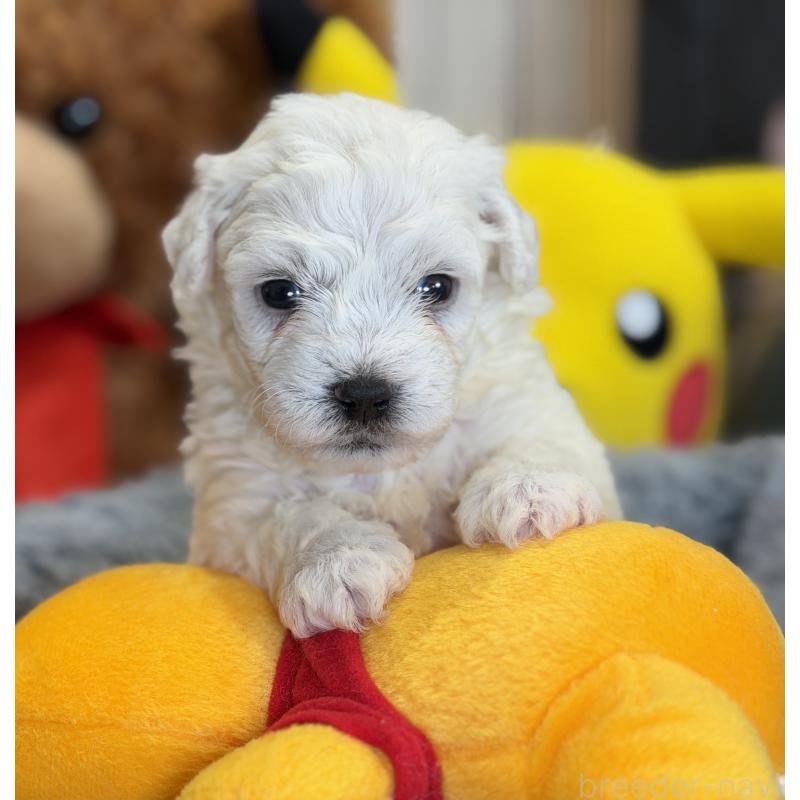 販売中の埼玉県のビションフリーゼ-433266の3枚目