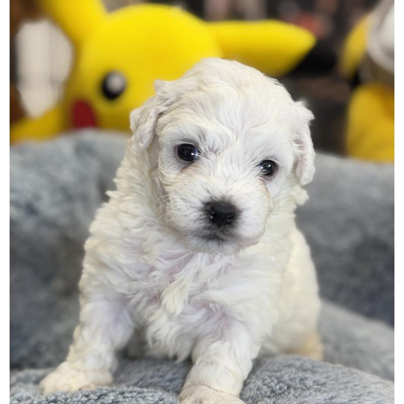 販売中の埼玉県のビションフリーゼ-433266の2枚目