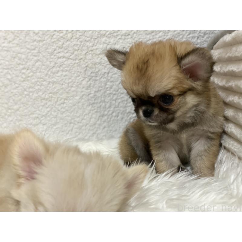 販売中の岡山県のチワワ(ロングコート)-433267の2枚目