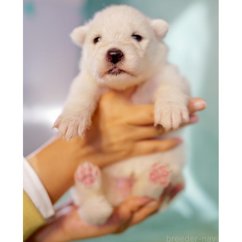 販売中の埼玉県のサモエド-433268の2枚目