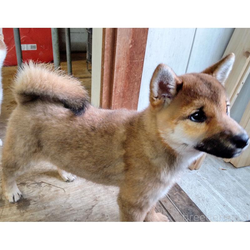 販売中の秋田県の柴犬-415240の5枚目