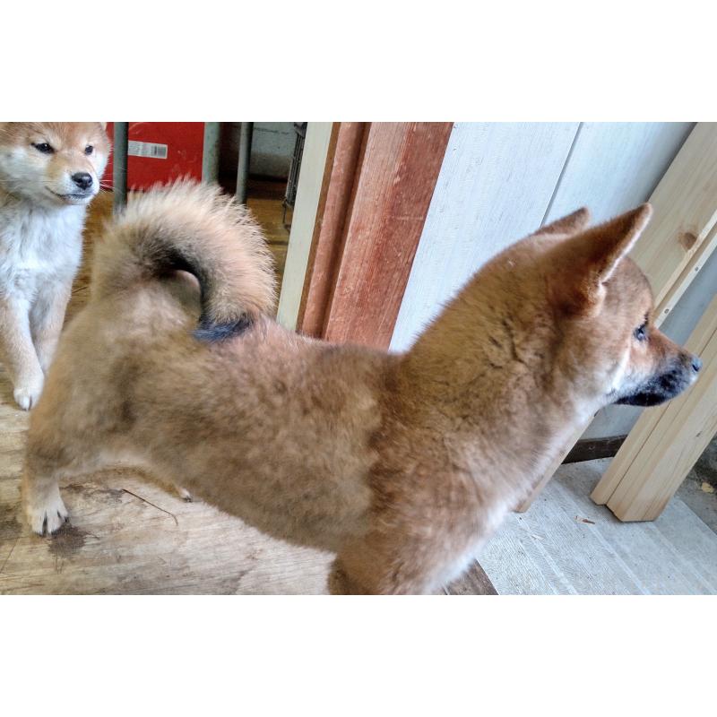 販売中の秋田県の柴犬-415240の4枚目