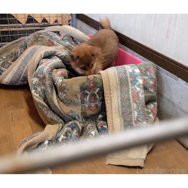 販売中の秋田県の柴犬-415240の2枚目