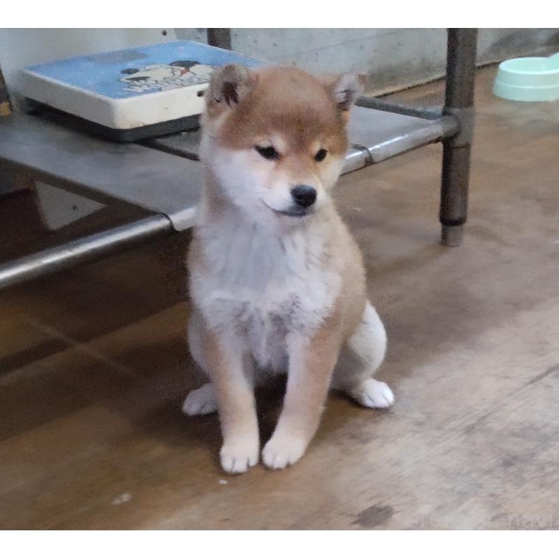 成約済の秋田県の柴犬-419725の5枚目