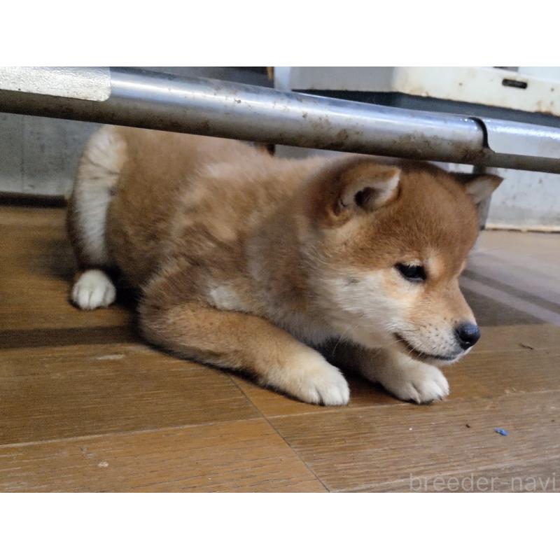 成約済の秋田県の柴犬-419725の4枚目