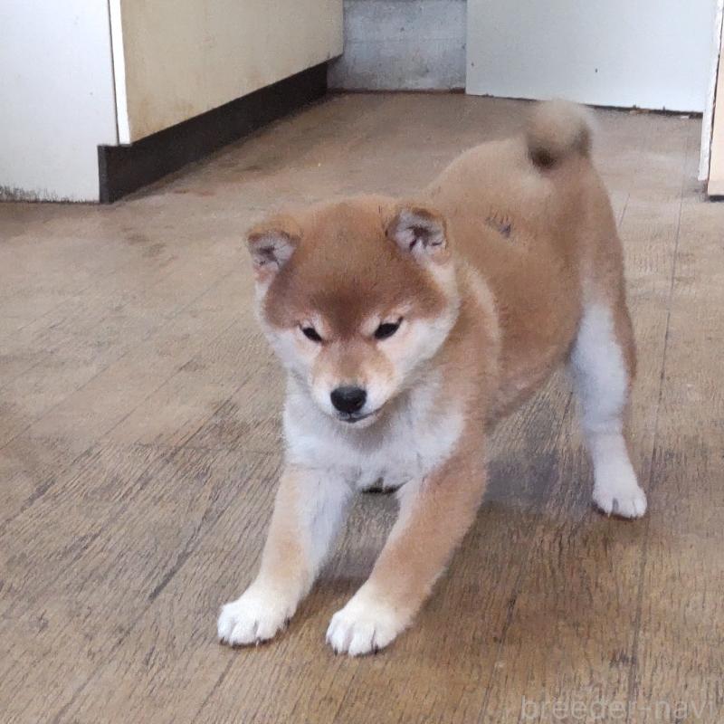 成約済の秋田県の柴犬-419725の3枚目