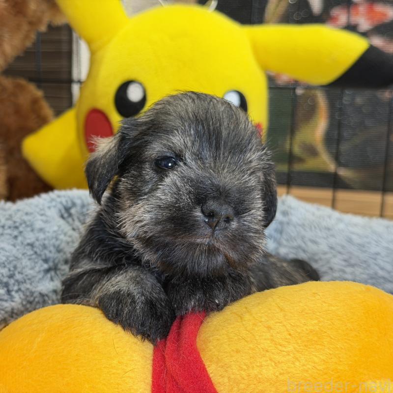 販売中の埼玉県のミニチュアシュナウザー-433269の4枚目