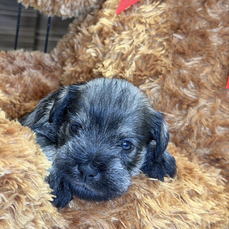 販売中の埼玉県のミニチュアシュナウザー-433269の3枚目