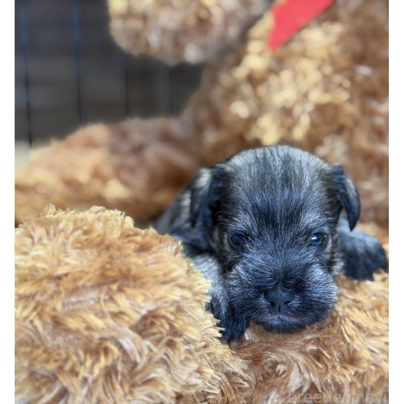 販売中の埼玉県のミニチュアシュナウザー-433269の2枚目