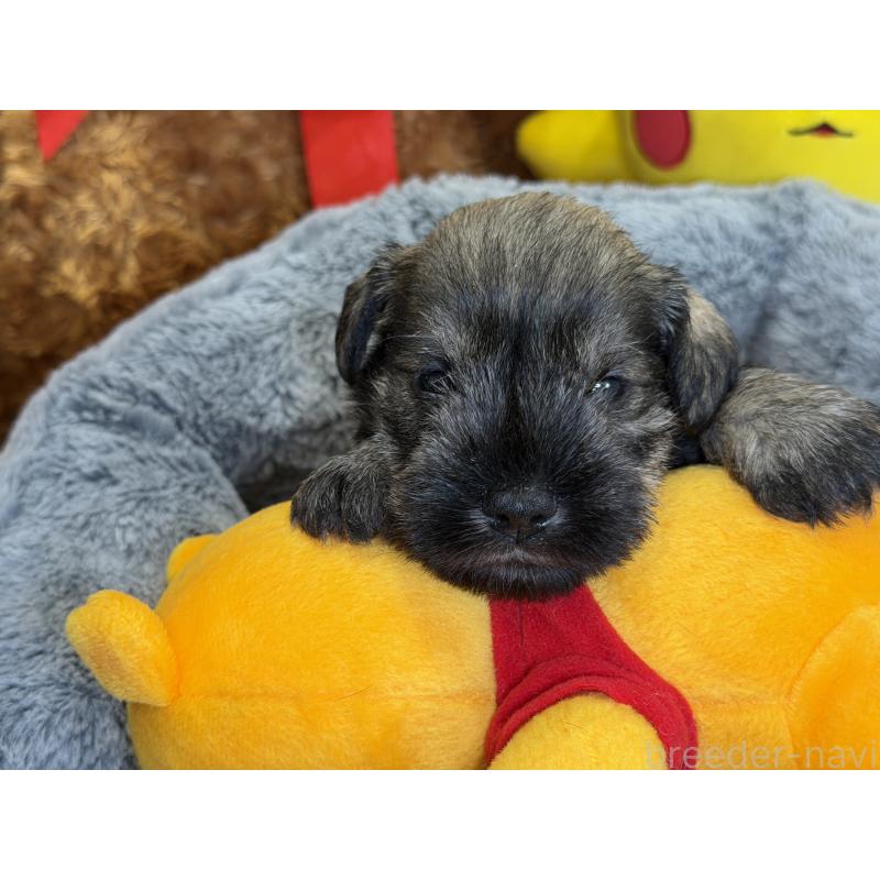 販売中の埼玉県のミニチュアシュナウザー-433270の4枚目