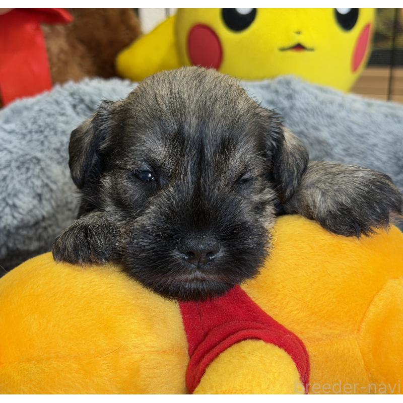 販売中の埼玉県のミニチュアシュナウザー-433270の3枚目