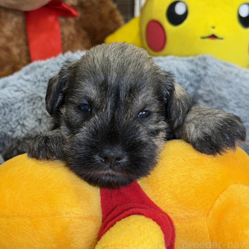 販売中の埼玉県のミニチュアシュナウザー-433270の2枚目