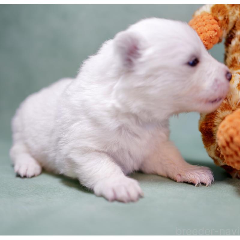 販売中の埼玉県のサモエド-433271の6枚目