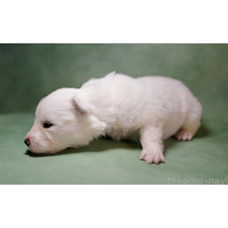 販売中の埼玉県のサモエド-433271の5枚目